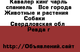 Кавалер кинг чарль спаниель - Все города Животные и растения » Собаки   . Свердловская обл.,Ревда г.